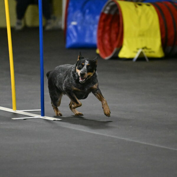 Ellie-Tirpak-Chylik-11132