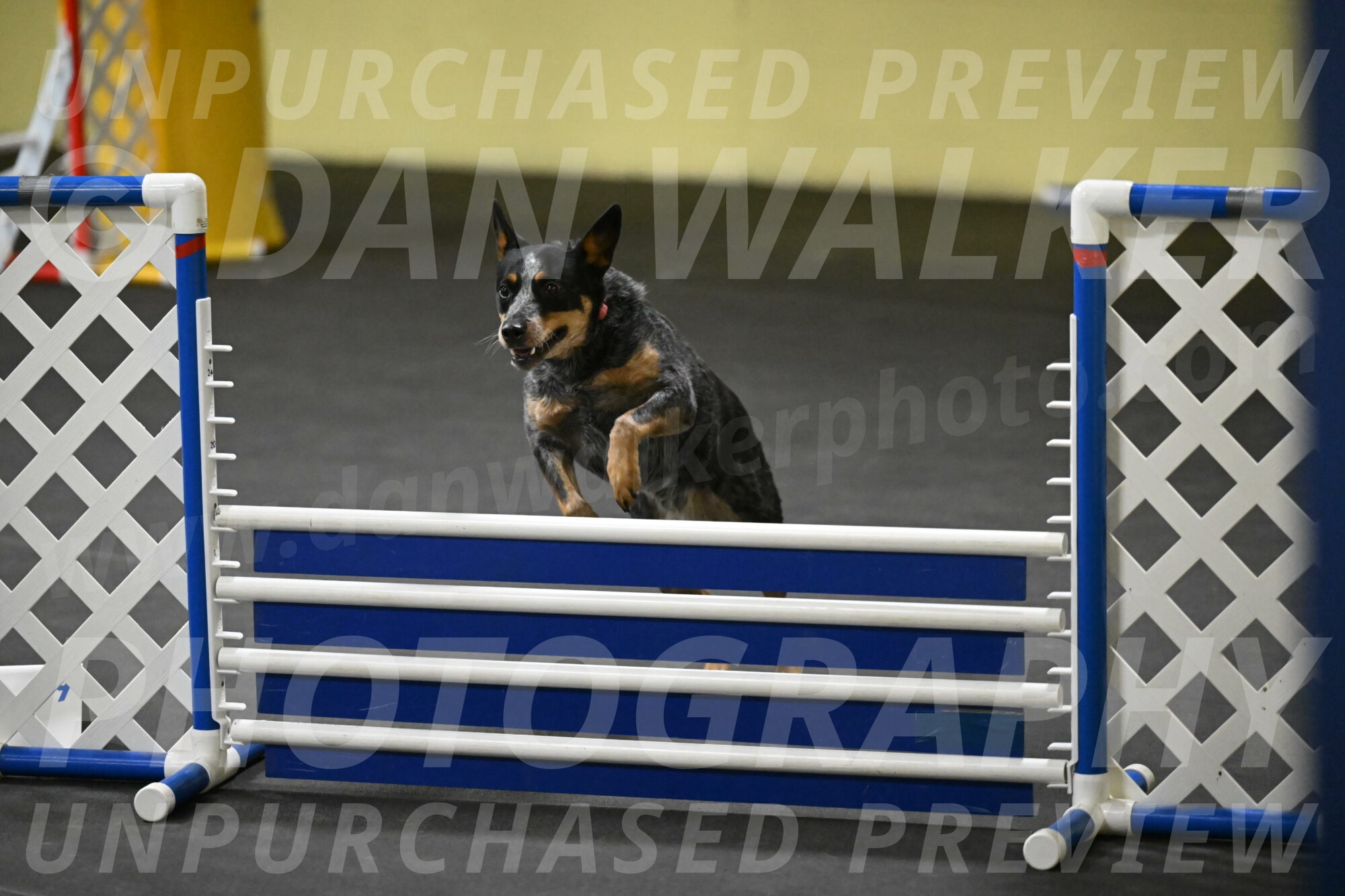 Ellie-Tirpak-Chylik-11136