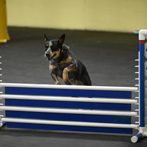 Ellie-Tirpak-Chylik-11136