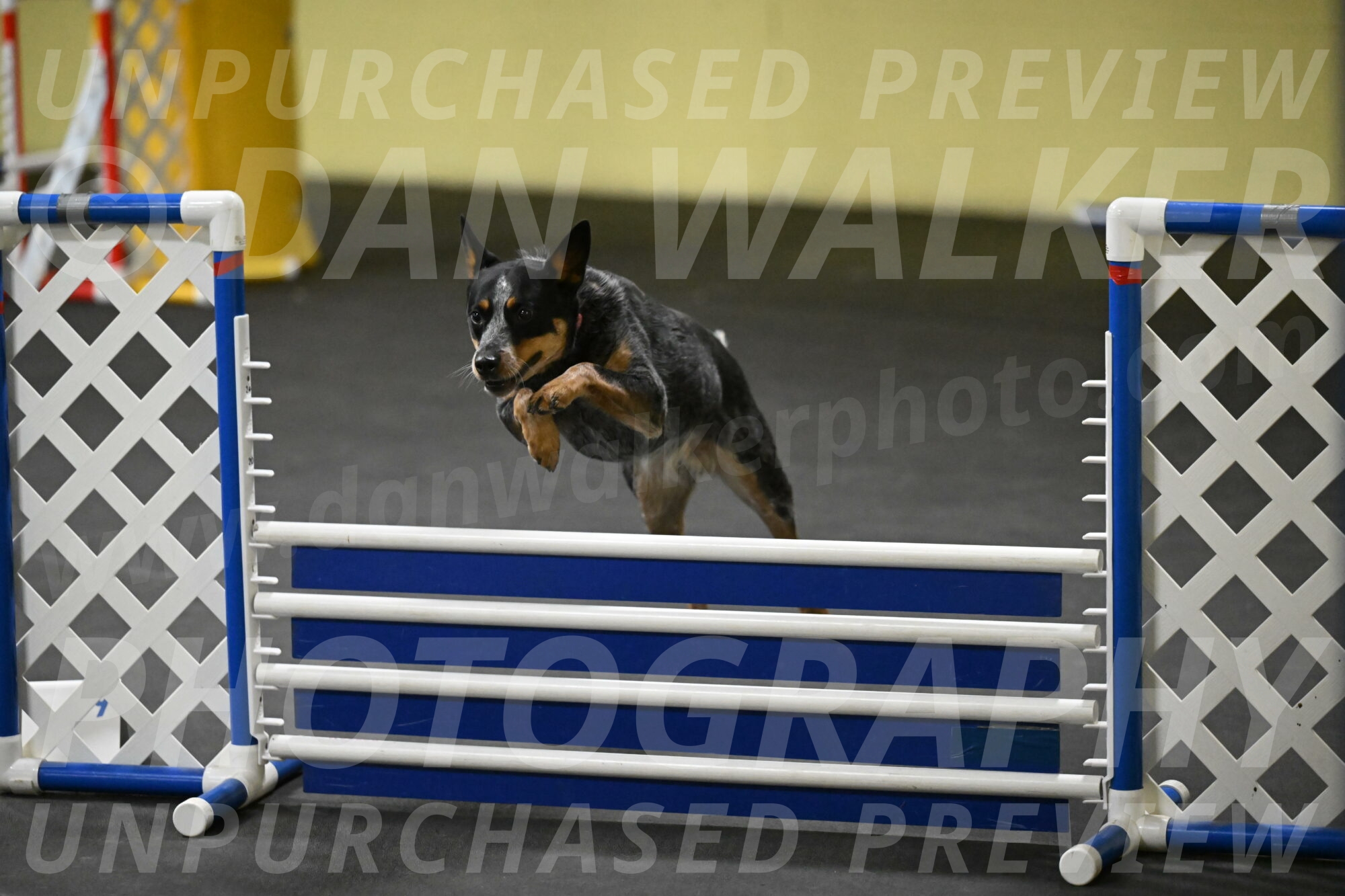 Ellie-Tirpak-Chylik-11137