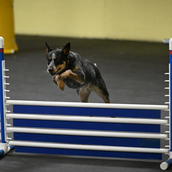 Ellie-Tirpak-Chylik-11137