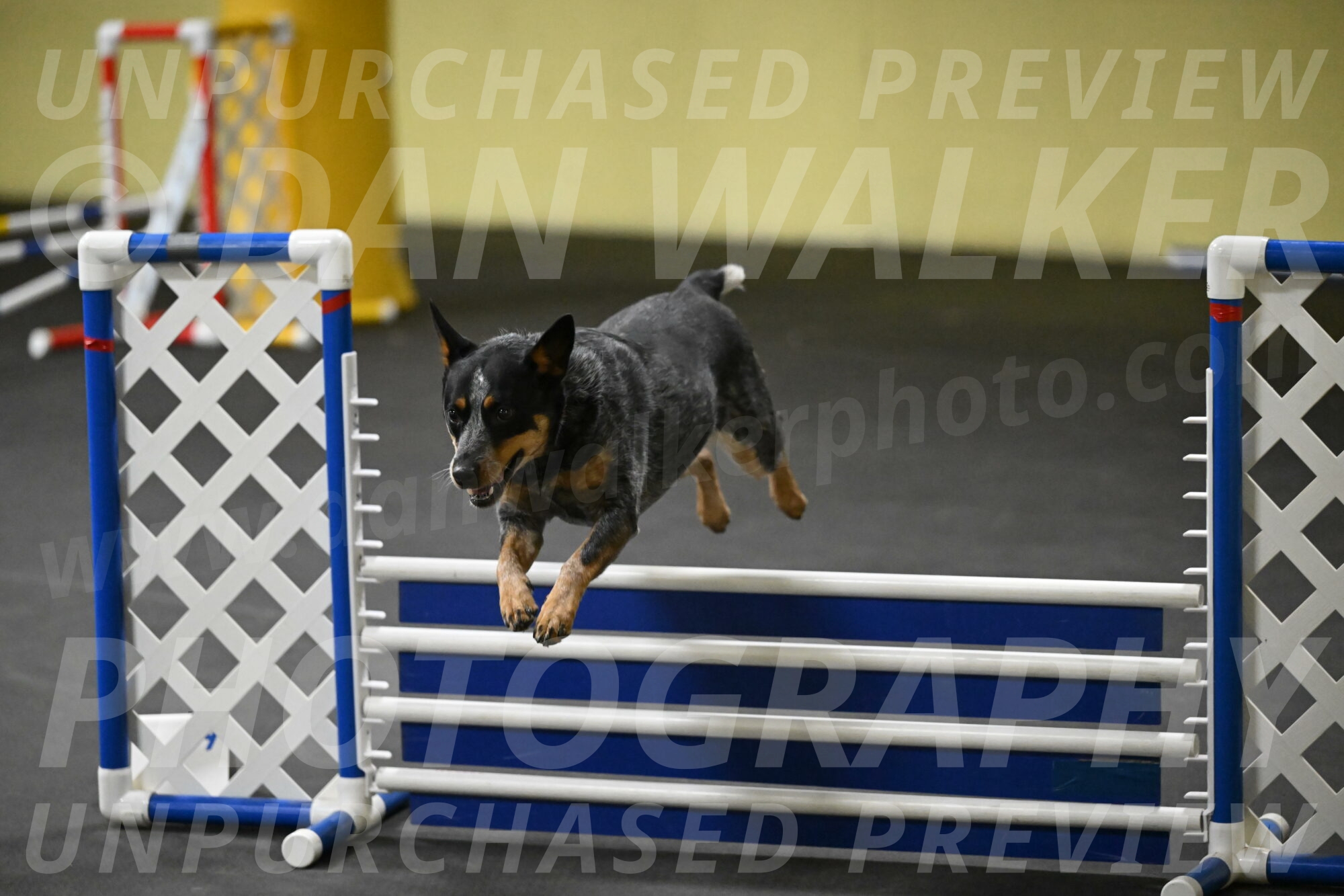 Ellie-Tirpak-Chylik-11139