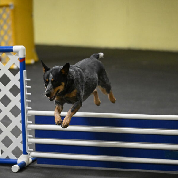 Ellie-Tirpak-Chylik-11139