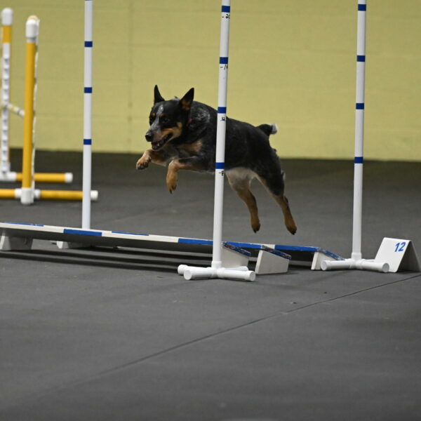 Ellie-Tirpak-Chylik-11141