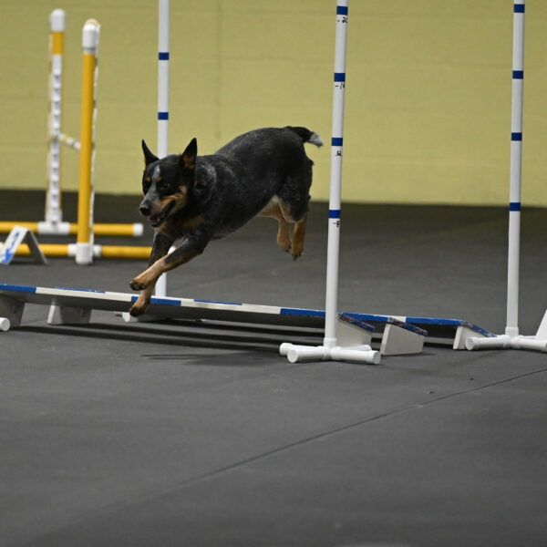 Ellie-Tirpak-Chylik-11143