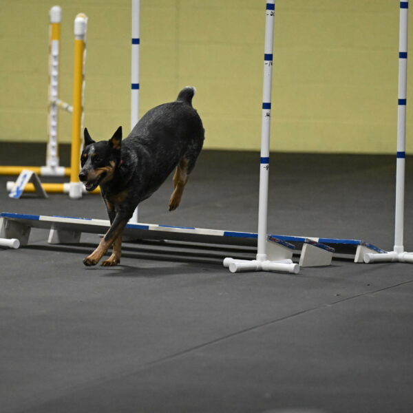 Ellie-Tirpak-Chylik-11144