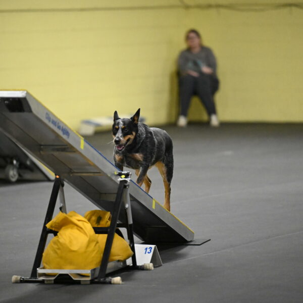 Ellie-Tirpak-Chylik-11146