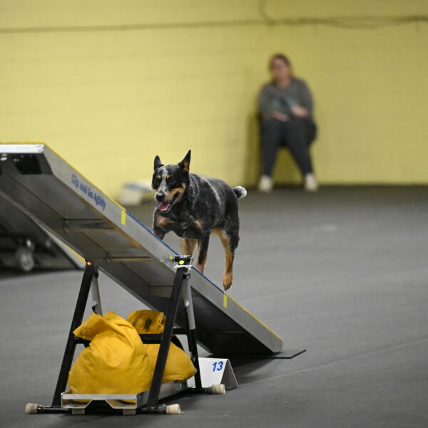 Ellie-Tirpak-Chylik-11147