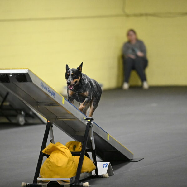 Ellie-Tirpak-Chylik-11148