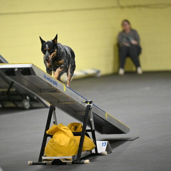 Ellie-Tirpak-Chylik-11152