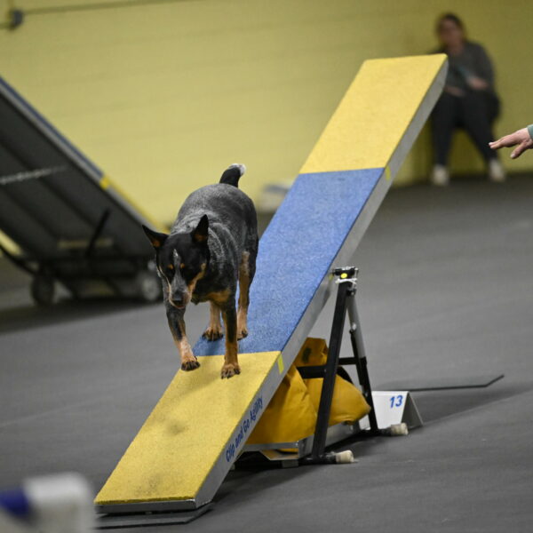 Ellie-Tirpak-Chylik-11157