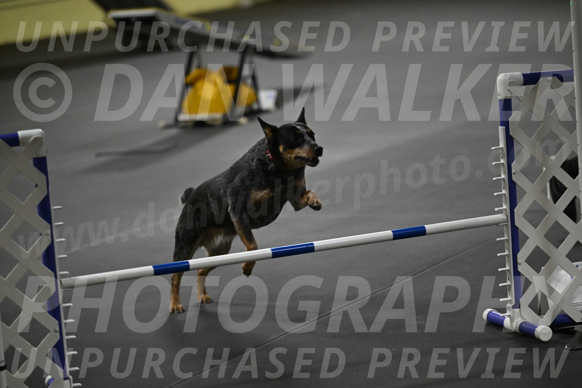 Ellie-Tirpak-Chylik-11163