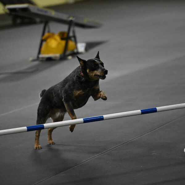 Ellie-Tirpak-Chylik-11163