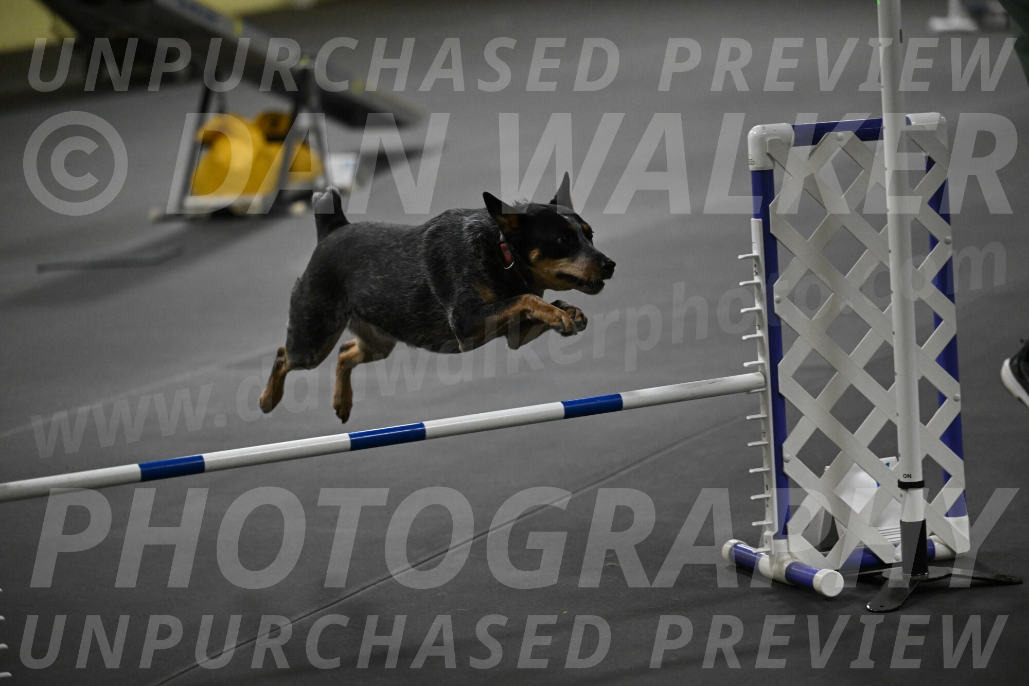 Ellie-Tirpak-Chylik-11165