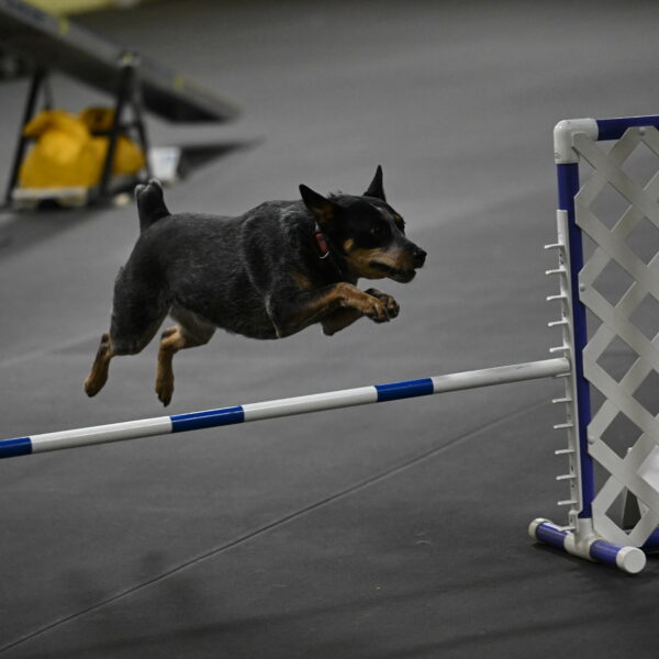 Ellie-Tirpak-Chylik-11165