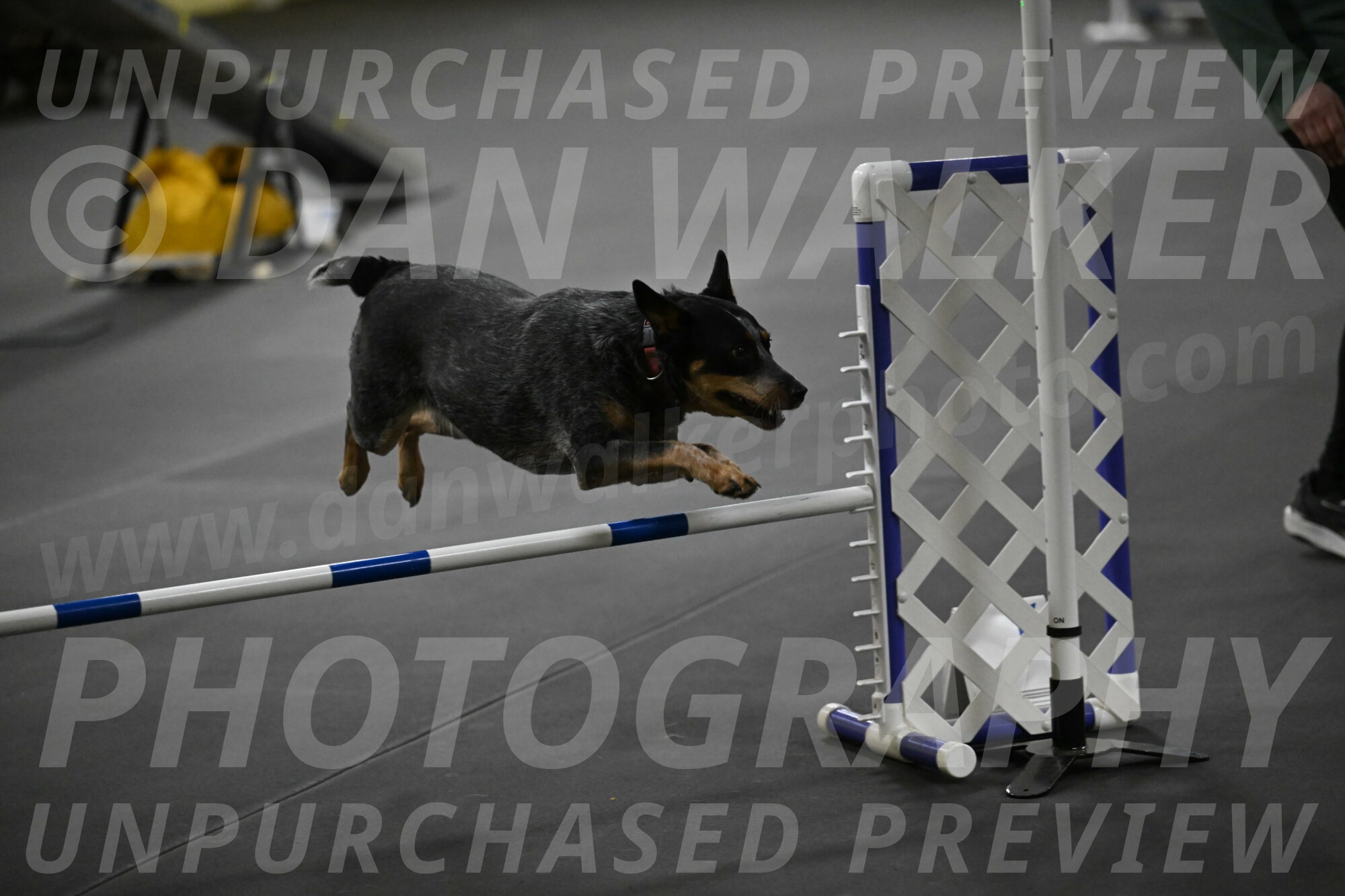 Ellie-Tirpak-Chylik-11166