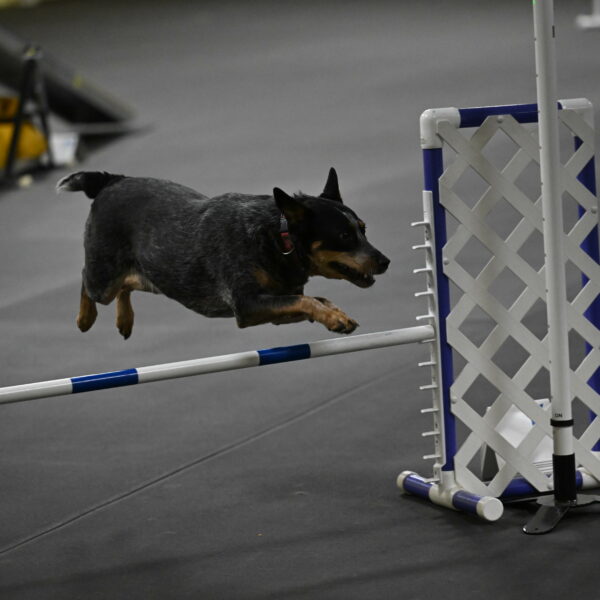 Ellie-Tirpak-Chylik-11166