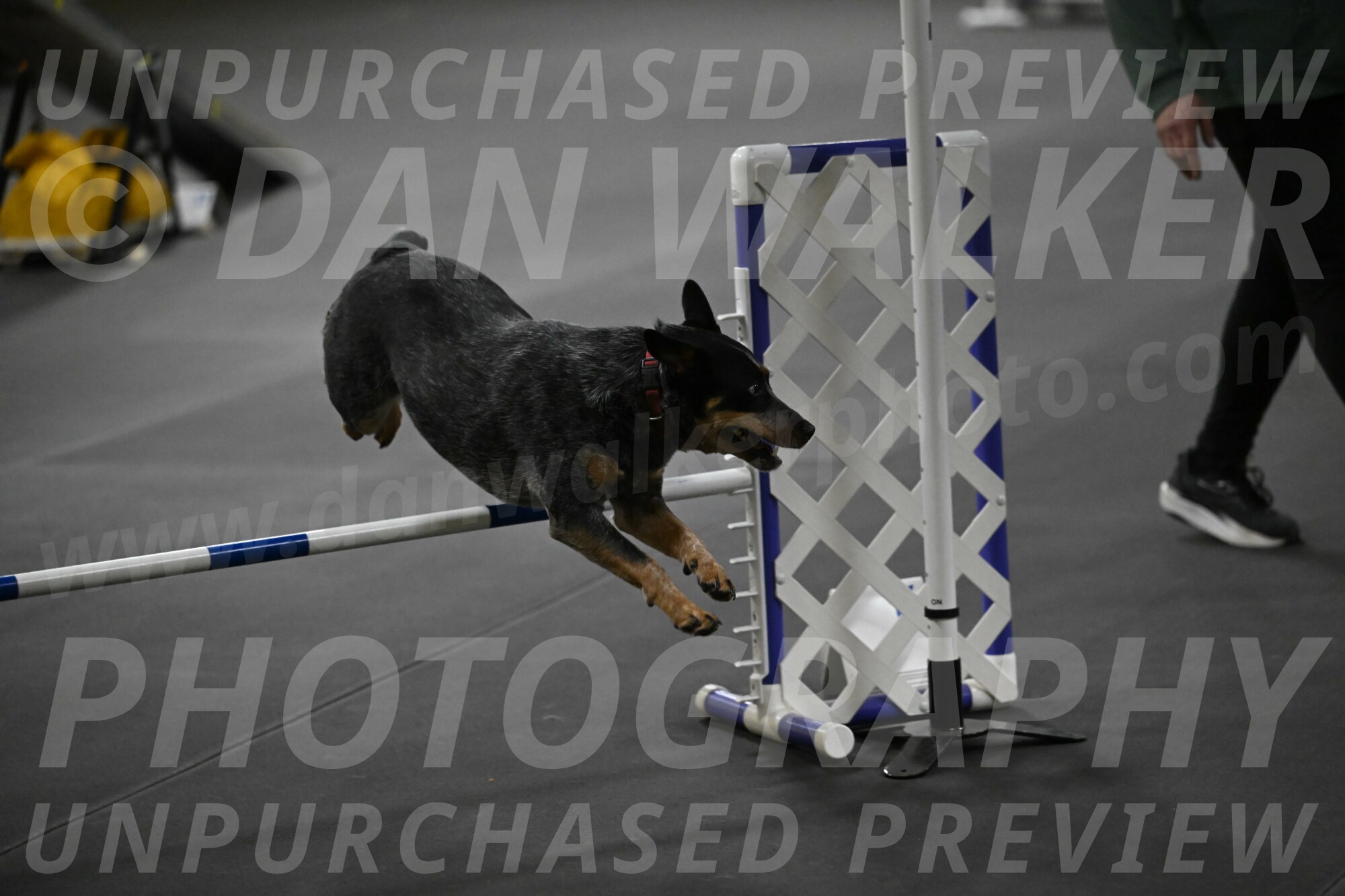 Ellie-Tirpak-Chylik-11167