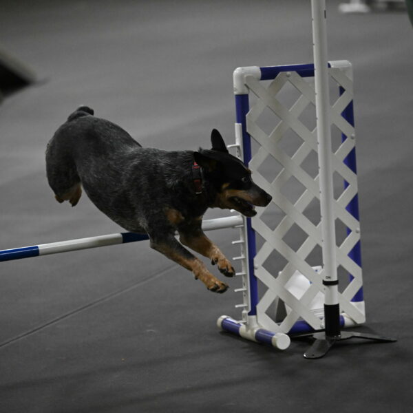 Ellie-Tirpak-Chylik-11167