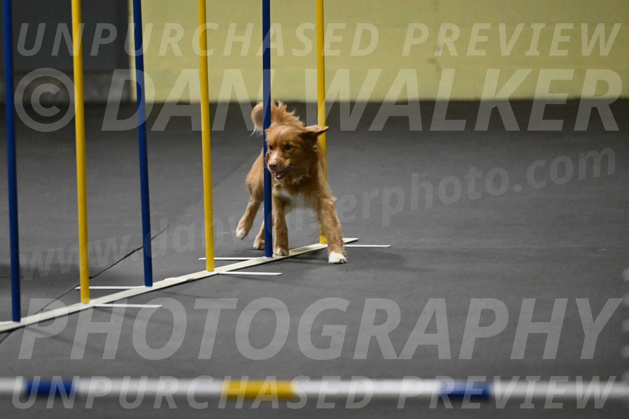 Gracie-Zielinski-09732