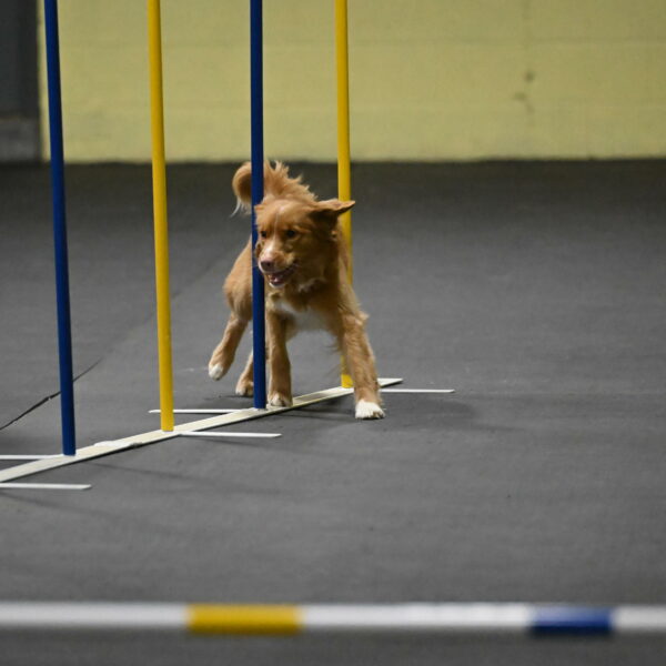 Gracie-Zielinski-09732