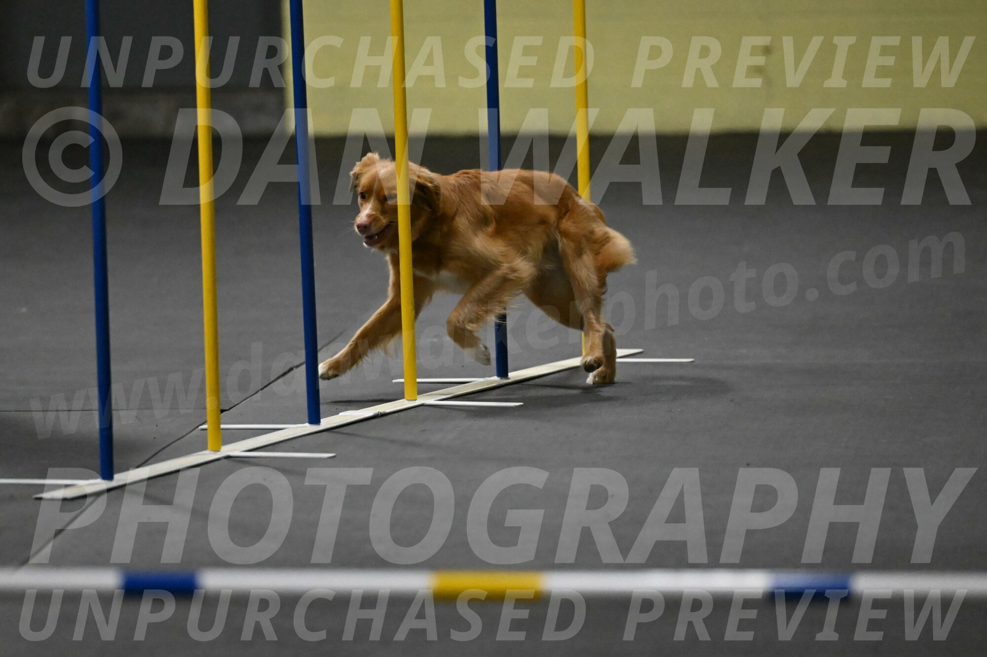 Gracie-Zielinski-09735