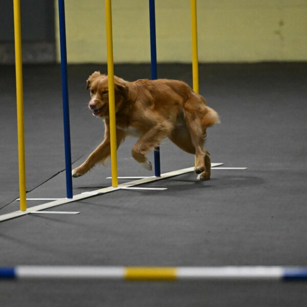 Gracie-Zielinski-09735