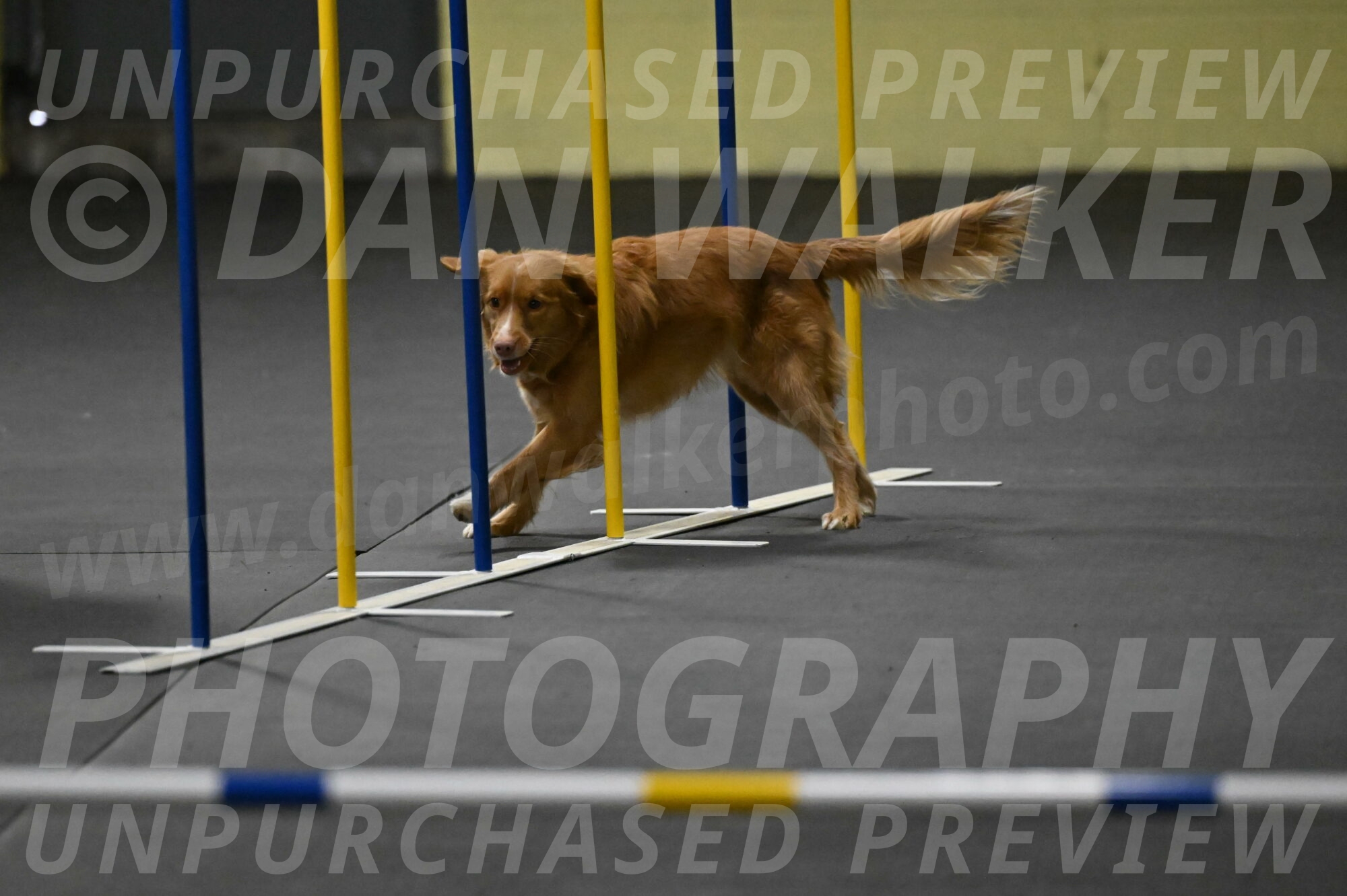 Gracie-Zielinski-09736