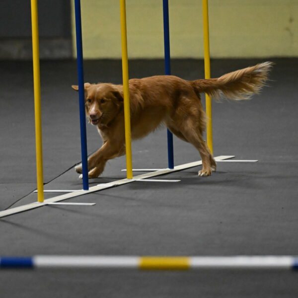 Gracie-Zielinski-09736