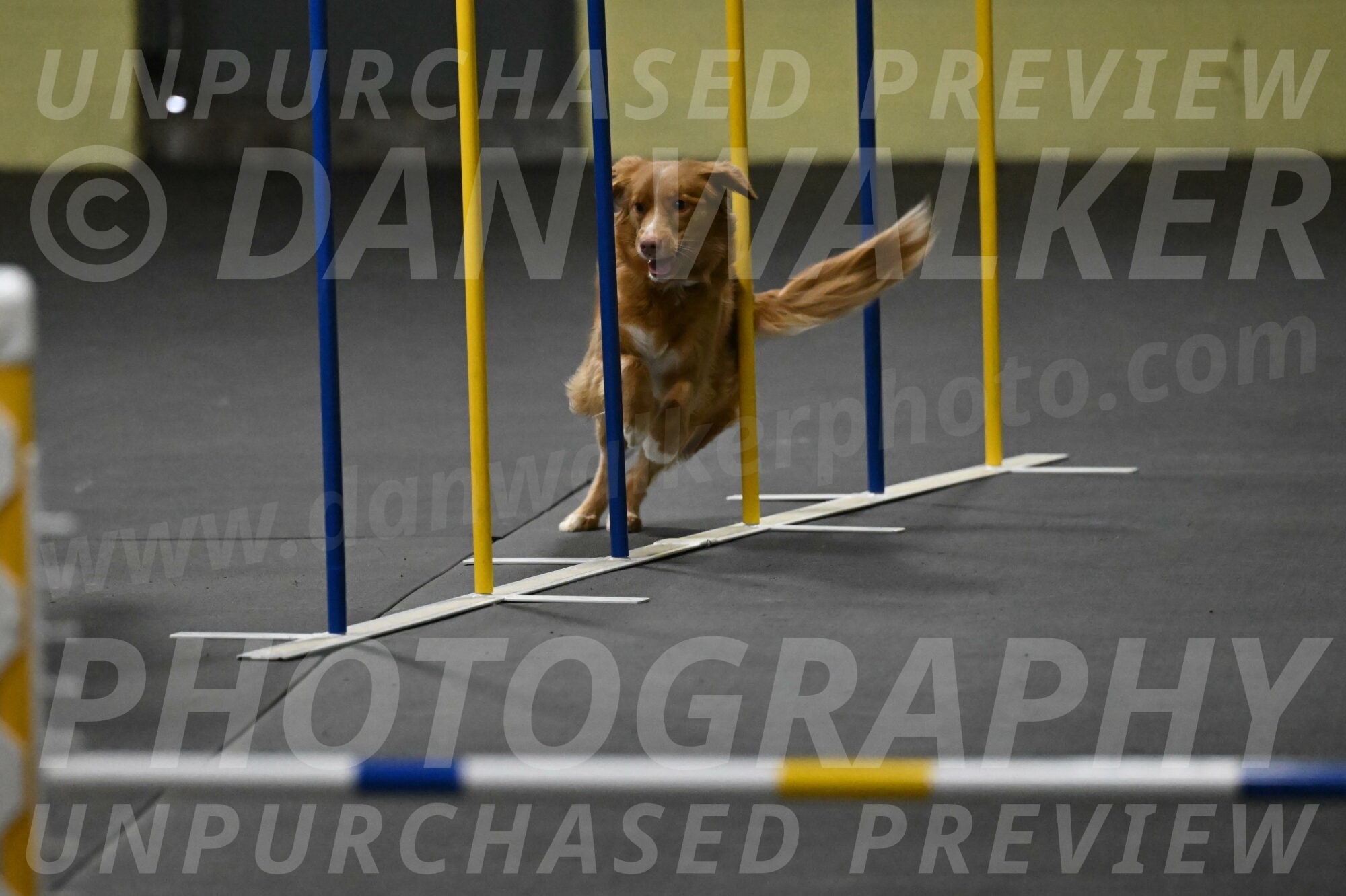 Gracie-Zielinski-09739