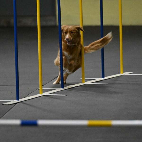 Gracie-Zielinski-09739