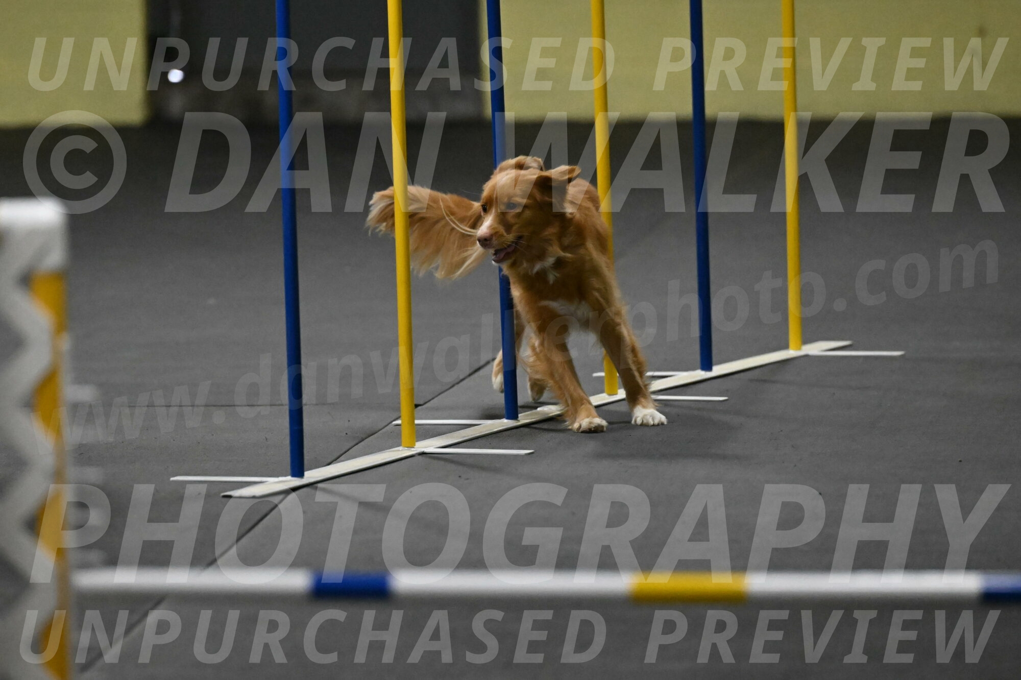 Gracie-Zielinski-09741