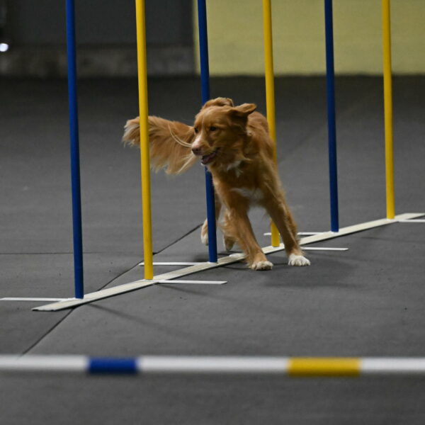 Gracie-Zielinski-09741