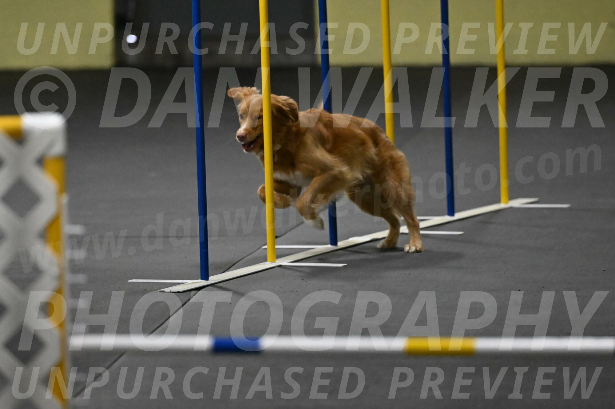 Gracie-Zielinski-09743