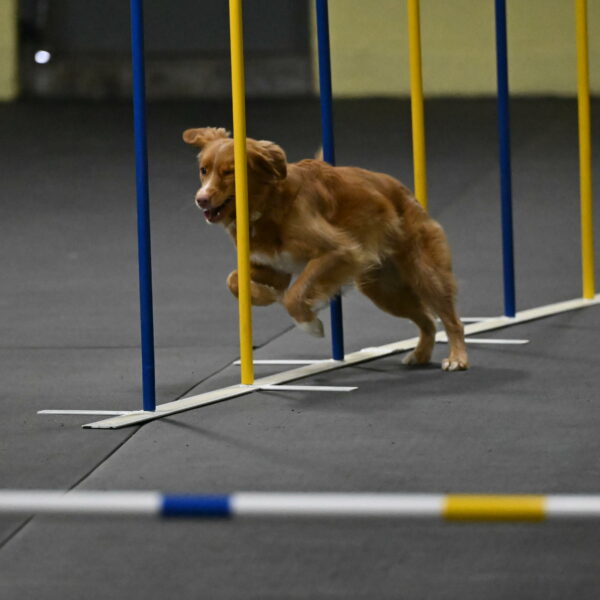 Gracie-Zielinski-09743