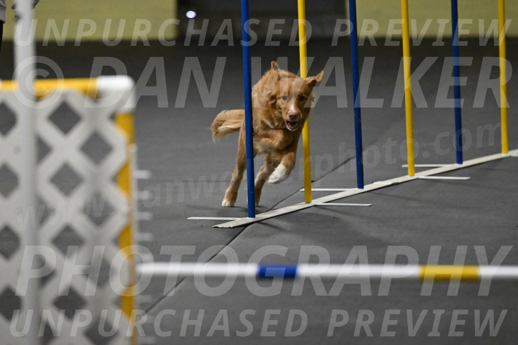 Gracie-Zielinski-09747