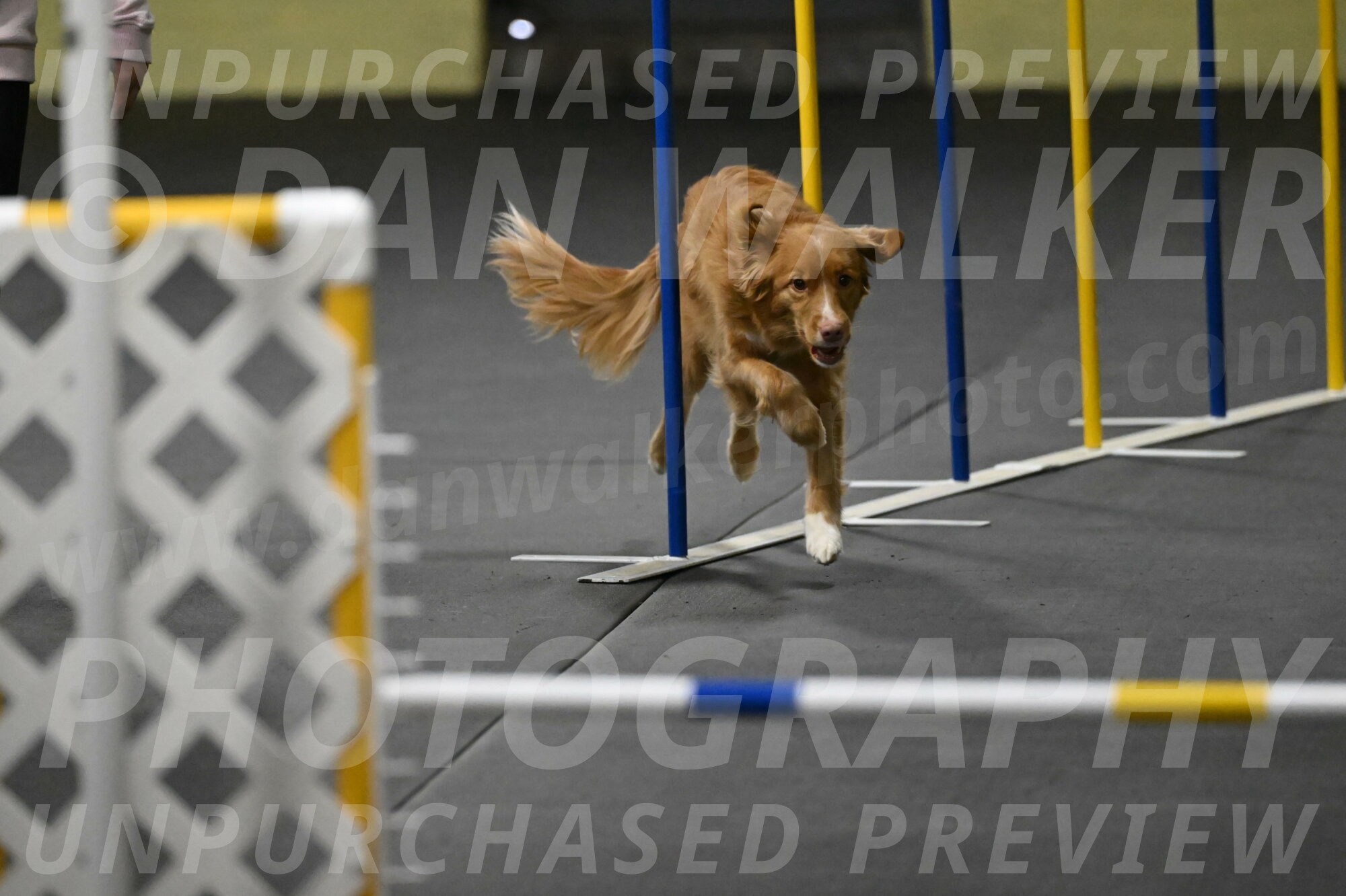 Gracie-Zielinski-09748