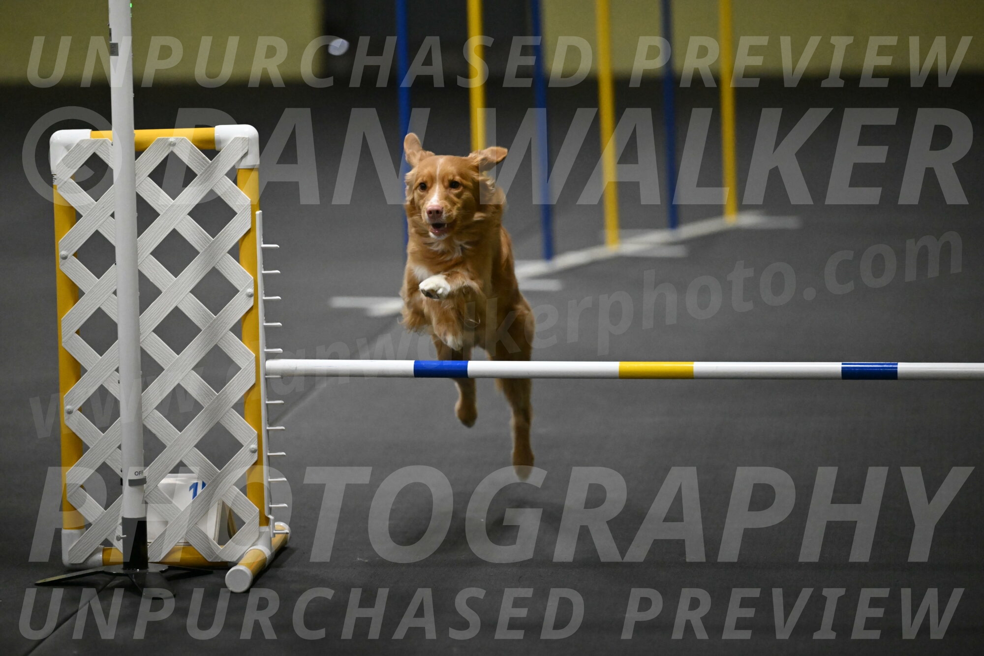 Gracie-Zielinski-09752