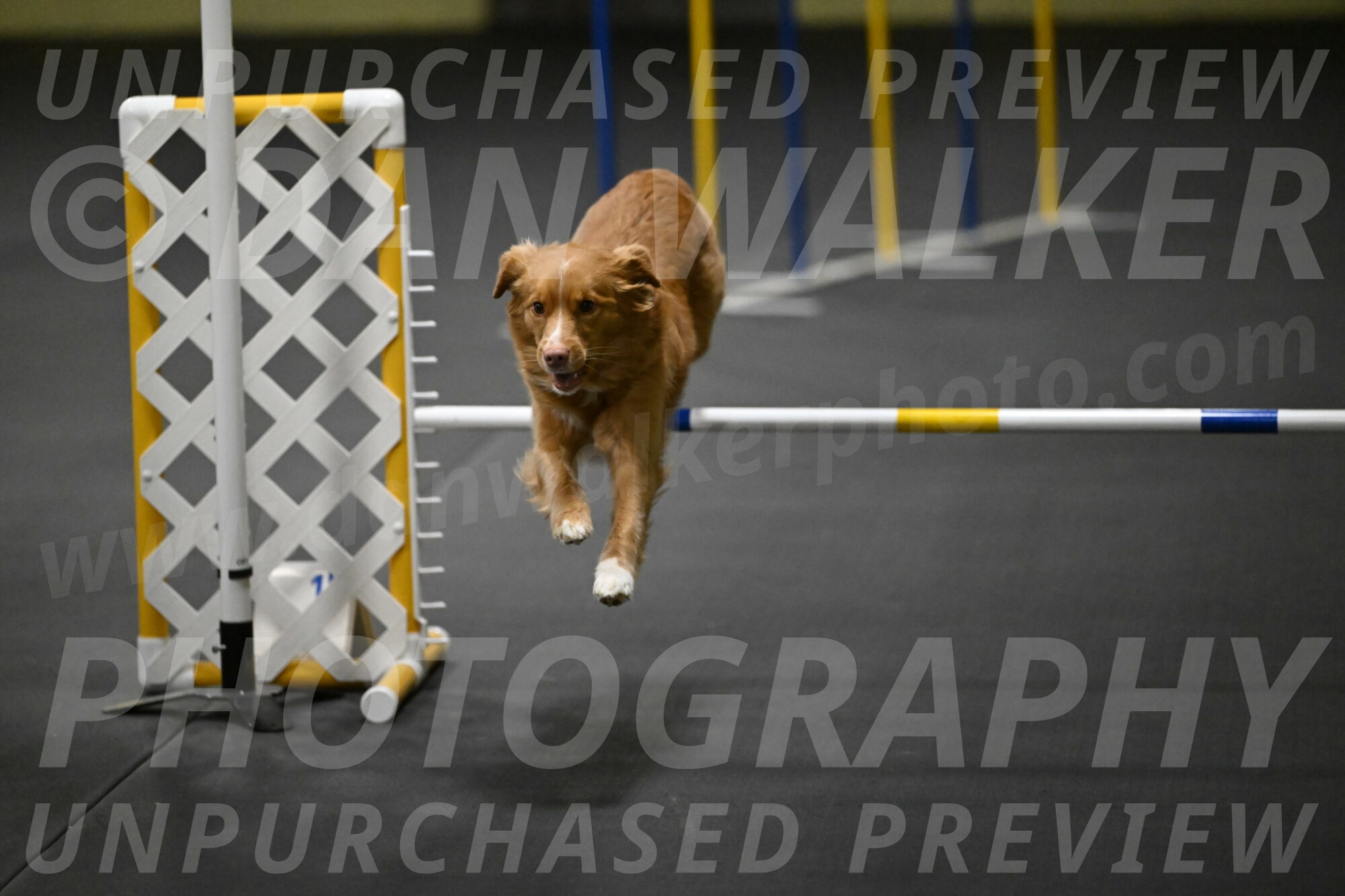 Gracie-Zielinski-09755