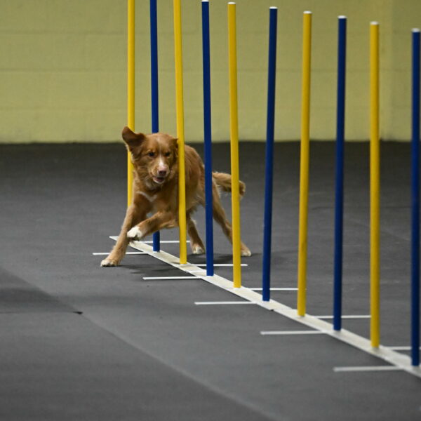 Gracie-Zielinski-09770