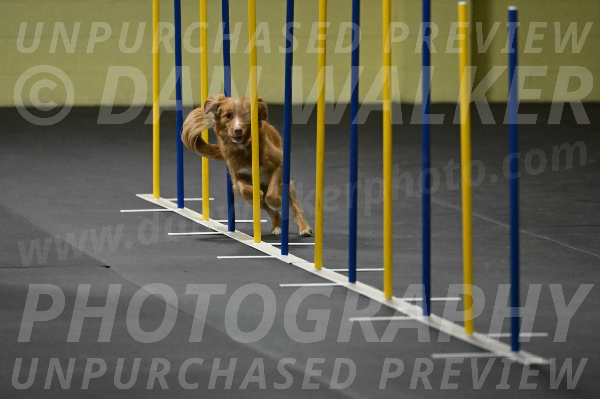 Gracie-Zielinski-09776