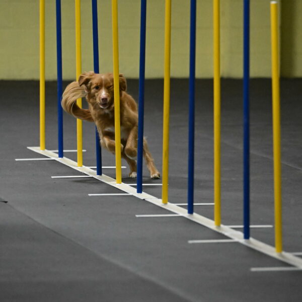 Gracie-Zielinski-09776