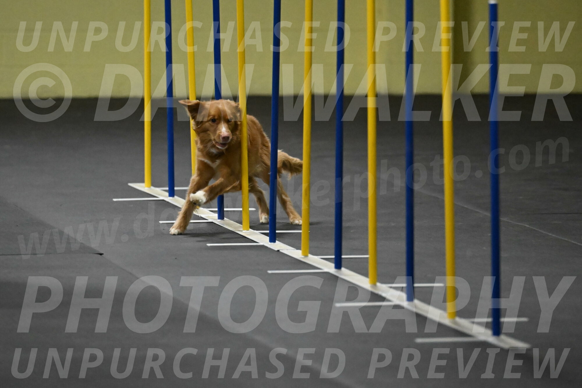 Gracie-Zielinski-09777