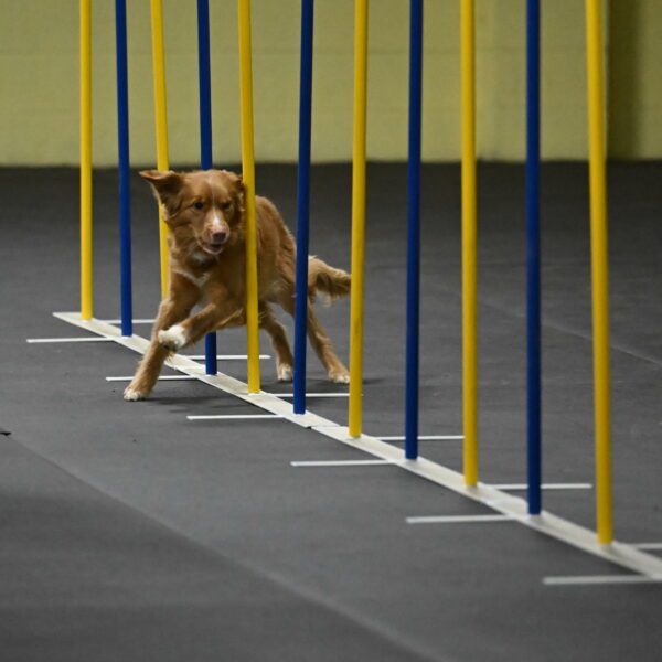 Gracie-Zielinski-09777