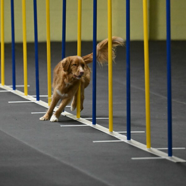 Gracie-Zielinski-09785