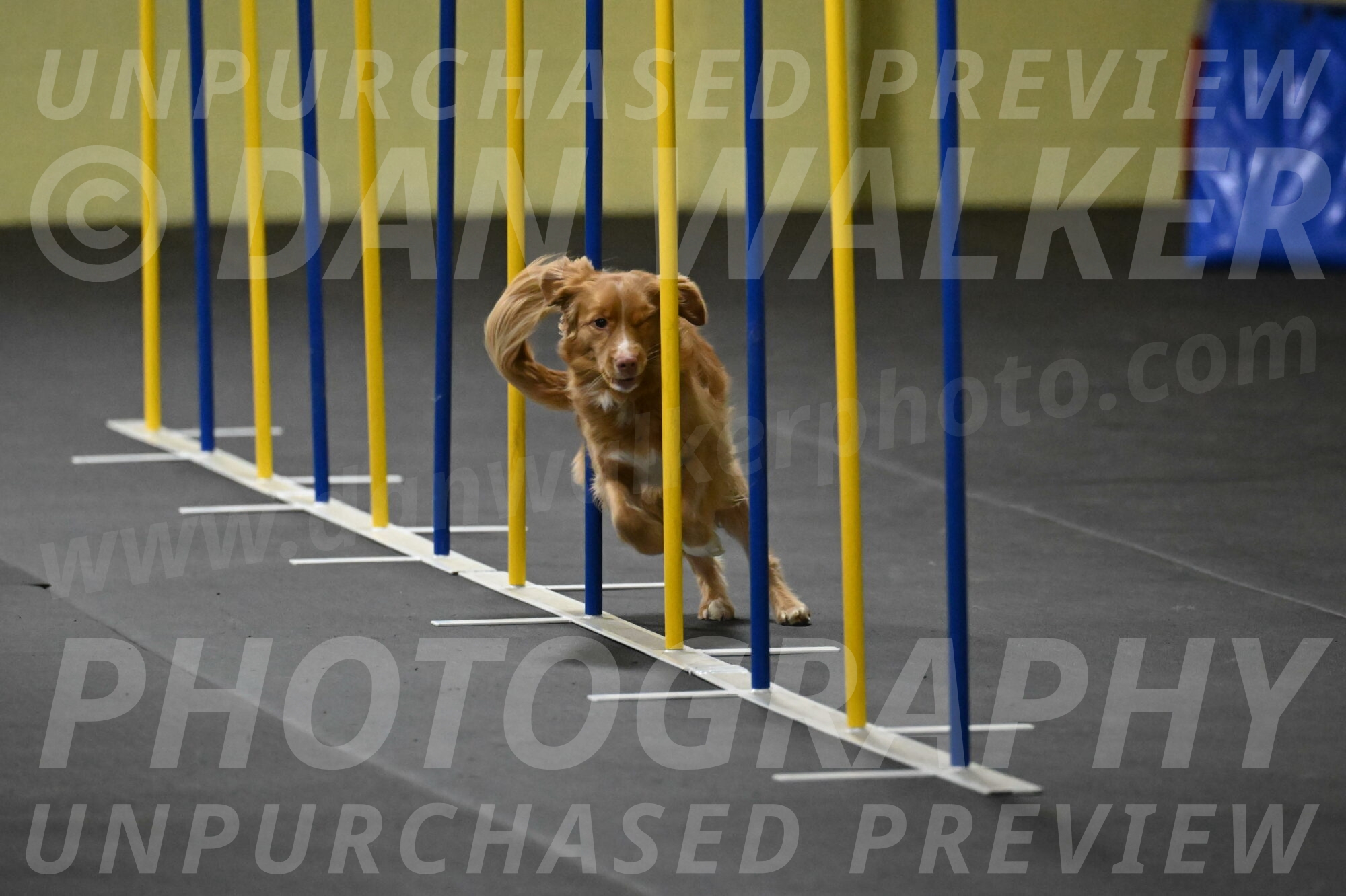 Gracie-Zielinski-09790