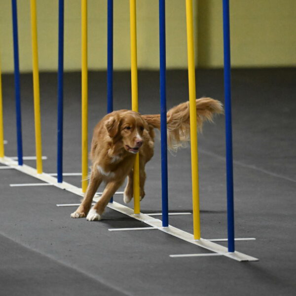 Gracie-Zielinski-09792