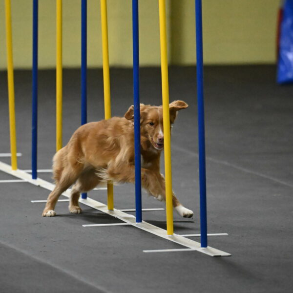 Gracie-Zielinski-09794