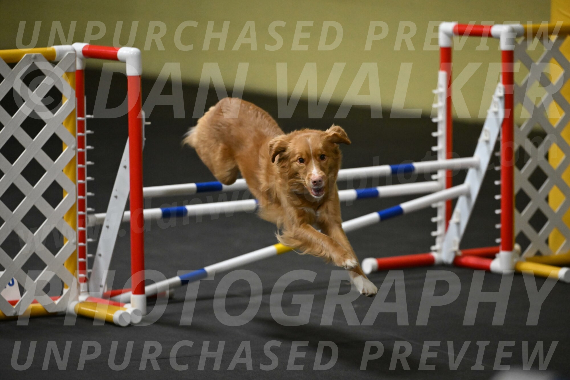 Gracie-Zielinski-09801