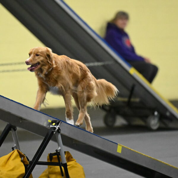 Gracie-Zielinski-09815